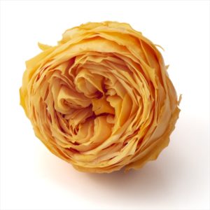 ローズ・てまり（ナチュレ）　パパイヤオレンジ