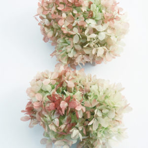 ソフトピラミッドアジサイ・ヘッド　ライムロゼ