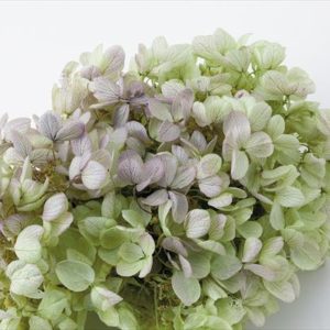 ソフトピラミッドアジサイ・ヘッド　ライムパープル