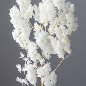 ミリオクラダス　オフホワイト