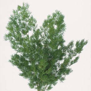 ミリオクラダス　グリーン