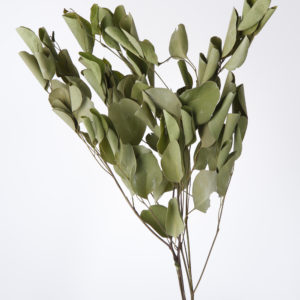 ポプルス　ＮＧ