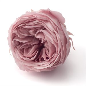 ローズ・てまり（ナチュレ）　シャビーピンク