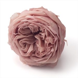 ローズ・てまり（ナチュレ）　クラウドピンク