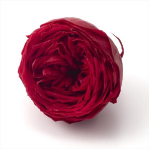 ローズ・てまり（ナチュレ）　アマリリスレッド