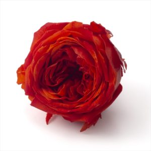 ローズ・てまり（ナチュレ）　ビスタオレンジ