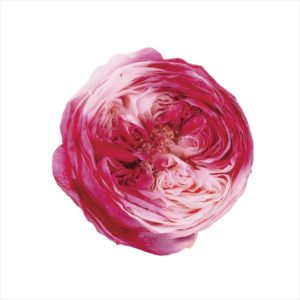 ローズ・てまり・ホイップ　ピンクローズ