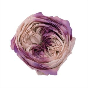 ローズ・てまり・ホイップ　ロマンチックモーブ