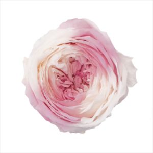 ローズ・てまり・ホイップ　シャンパンピンク