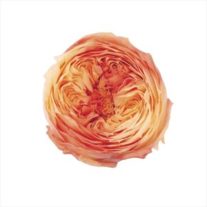 ローズ・てまり・ホイップ　オレンジローズ