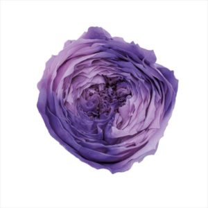 ローズ・てまり・ホイップ　シンフォニーブルー