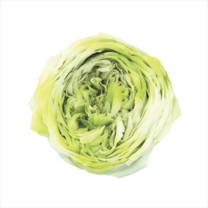 ローズ・てまり・ホイップ　ミントグリーン