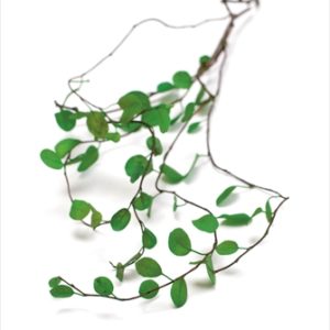 ワイヤープランツ・ショート　グリーン