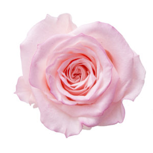 ローズ・いずみ・はないろ　ピンク／ローズ