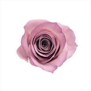 ローズ・いずみ・はないろ　ピンク／パープル