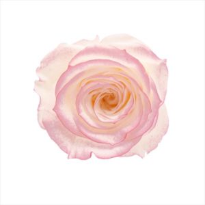 ローズ・いずみ・はないろ　ホワイト／ピンク