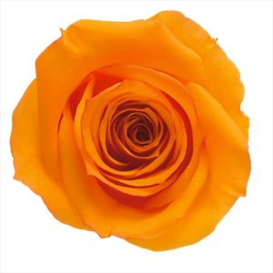 ローズ・いずみ・はないろ　オレンジ／レッド