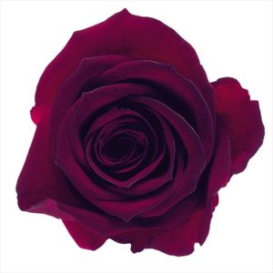 ローズ・いずみ・はないろ　ワイン／ノア