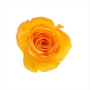 ローズ・いずみ・はないろ　イエロー／レッド