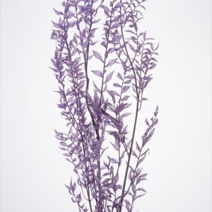 ラスカス・プリザーブド　エンジェルパープル