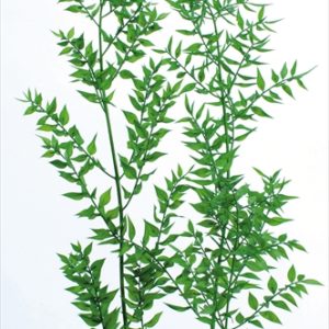 ラスカス・プリザーブド　フレッシュグリーン