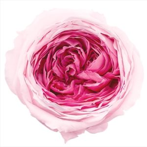 ローズ・てまり・ミルフィーユ　ピンクベリー