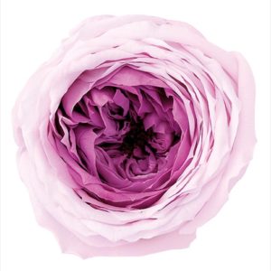 ローズ・てまり・ミルフィーユ　ピンクローズ