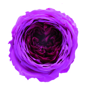 ローズ・てまり・ミルフィーユ　エスプリワイン