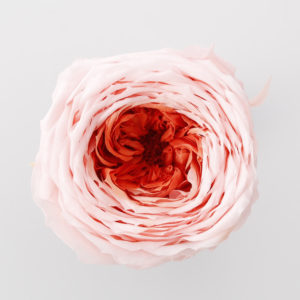 ローズ・てまり・ミルフィーユ　ピンクアプリコット