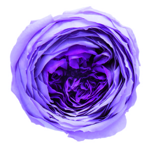 ローズ・てまり・ミルフィーユ　ライラックパープル