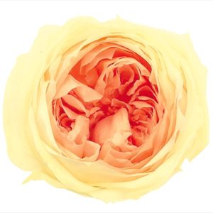 ローズ・てまり・ミルフィーユ　イエローピーチ