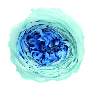 ローズ・てまり・ミルフィーユ　ブルーシアン