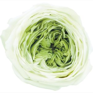 ローズ・てまり・ミルフィーユ　ミントグリーン