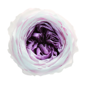 ローズ・てまり・ミルフィーユ　シャンパンモーブ