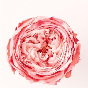 ローズ・てまり・パルフェ　ホワイトピンク