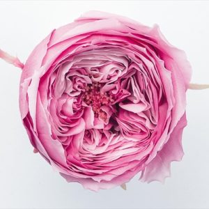 ローズ・てまり・パルフェ　シャーベットローズ