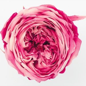 ローズ・てまり・パルフェ　クリームレッド