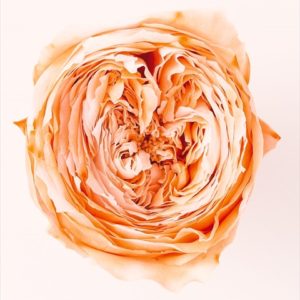 ローズ・てまり・パルフェ　ホワイトオレンジ