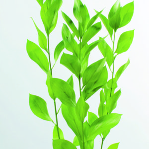 ルスカス・ガーデン　ライムグリーン