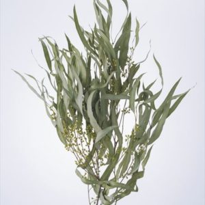 ユーカリ・エキゾチカ・葉付　Ｎ