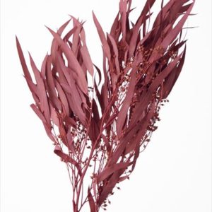 ユーカリ・エキゾチカ・葉付　ワイン