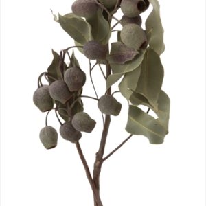 ベルガム・葉付　Ｎ