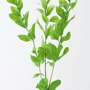 ルスカスガーデン・斑入り　グリーン