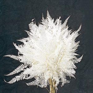 ヒメワラビ　白