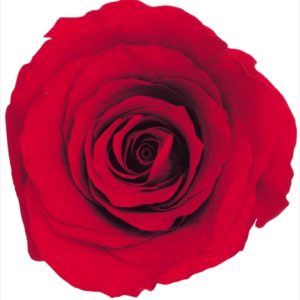 ローズ・かのん・Ｍ　レッド