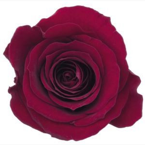 ローズ・かのん・Ｍ　ワインレッド