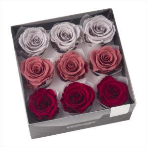 ローズ・かのん・Ｍ・カラーアソート　ピンク／グレーミックス