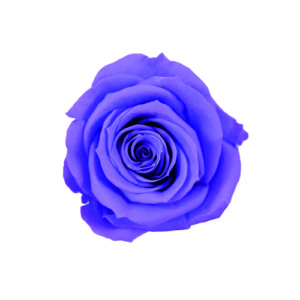 FL070-86 スプレーローズ オーロラバイオレット