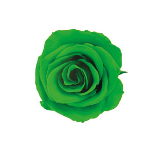 FL070-88 スプレーローズ グラスグリーン