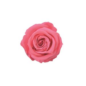 FL070-90 スプレーローズ ドルチェピンク